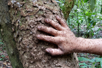 An anthill in Cuyabeno Wildlife Reserve, Amazonia, Ecuador
