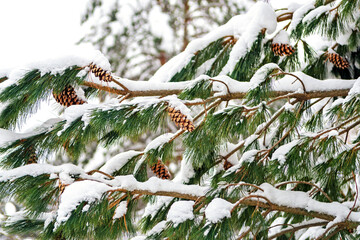 Pine cones on a snow-covered branch of a pine tree. Christmas card.