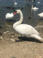 swan on the lake