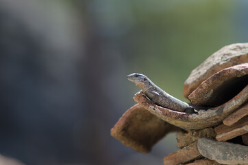 Young Gran Canaria giant lizard Gallotia stehlini. Cruz de Pajonales. Integral Natural Reserve of Inagua. Tejeda. Gran Canaria. Canary Islands. Spain.