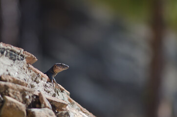 Male Gran Canaria giant lizard Gallotia stehlini. Cruz de Pajonales. Integral Natural Reserve of Inagua. Tejeda. Gran Canaria. Canary Islands. Spain.