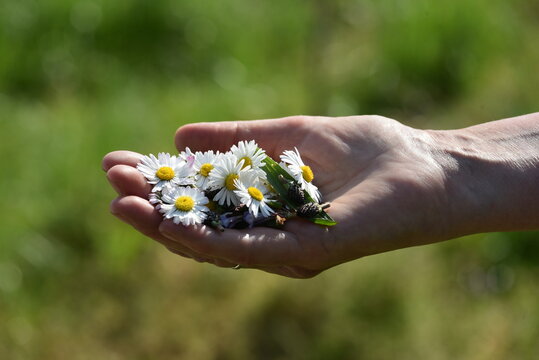 Hand with daisy flowers - Hand mit G&auml;nsebl&uuml;mchenbl&uuml;ten