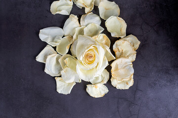 Petals of a white dried rose on a gray background.