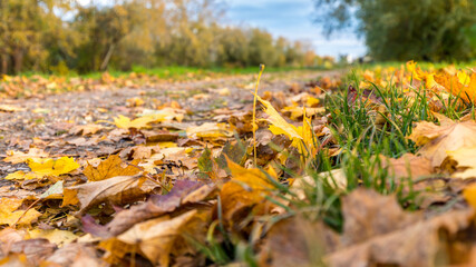 Colored fall landscape in Souffelweyersheim in France