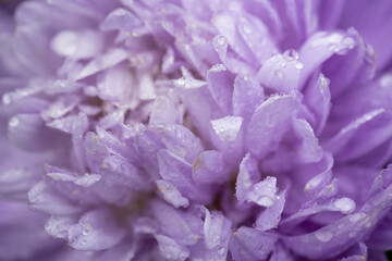 purple aster bud close up