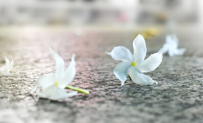 Fototapeta na wymiar Flowers that fall on the cement floor