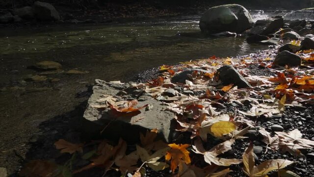 Laves on the waters edge. This is a georgous fall slowmotion nature view.