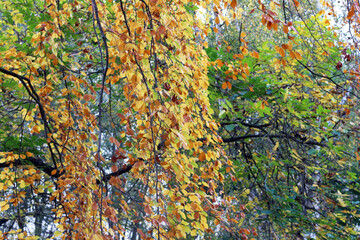 Baum mit Herbstblättern