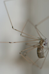 Daddy long-legs spider Pholcus phalangioides with a prey. Cruz de Pajonales. Inagua. Tejeda. Gran Canaria. Canary Islands. Spain.