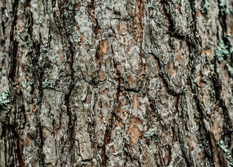 large tall pine bark brown tree trunk moss