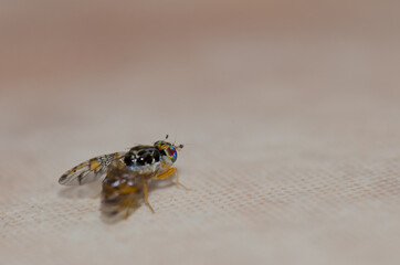 Mediterranean fruit fly Ceratitis capitata in Arinaga. Aguimes. Gran Canaria. Canary Islands. Spain.