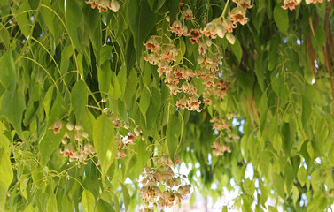Flowers and leaves of the kurrajong (Brachychiton populneus) a small to medium-sized tree found naturally in Australia in a diversity of habitats from wetter coastal districts to semi-arid interiors.