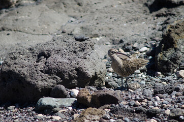Eurasian whimbrel Numenius phaeopus preening in Arinaga. Aguimes. Gran Canaria. Canary Islands. Spain.
