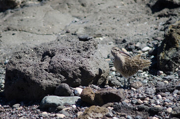 Eurasian whimbrel Numenius phaeopus preening in Arinaga. Aguimes. Gran Canaria. Canary Islands. Spain.