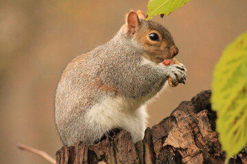 squirrel in the park