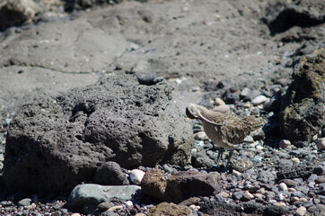 Eurasian whimbrel Numenius phaeopus preening in Arinaga. Aguimes. Gran Canaria. Canary Islands. Spain.