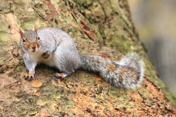 squirrel in the park