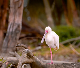 Closeup of African Spoonbill with classic one leg standing pose 