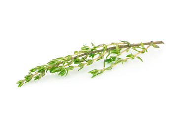 Thyme an isolated on white background. Clipping path