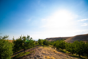 Apricot orchard on the hills. Apricot farming. Baskil Elazig Turkey - obrazy, fototapety, plakaty