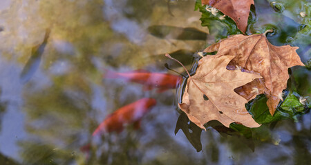 Transparent pond water with colored fish and brown dry leaves on its surface.