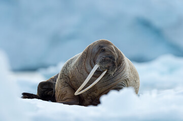 Walrus in Arctic Svalbard Winter - 389944017
