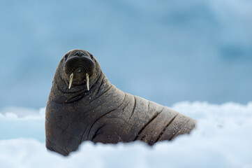 Walrus in Arctic Svalbard Winter - 389944081