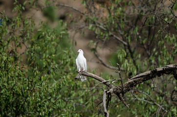 Domestic pigeon Columba livia on a tree. Ayacata. The Nublo Rural Park. Gran Canaria. Canary Islands. Spain.