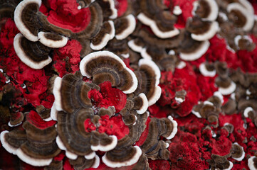 Au&szlig;ergew&ouml;hnlicher Pilzwuchs