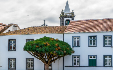 Azores, Graciosa Island, beautiful Dragon Tree or Dracaena Draco at the central square in Santa Cruz. 