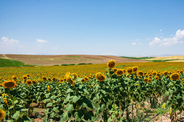 Fototapeta na wymiar Landscape of the sunflower field. Sunflower agricultural field. Food industry. Summer.