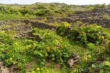 Fototapeta na wymiar Azores, Graciosa Island. Traditional Wine growing protected from the wind by walls of lava stones.