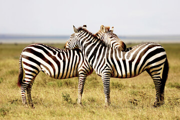 Fototapeta na wymiar Zebras connected looking in opposite directions in the Serengeti in Tanzania, Africa.