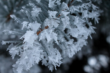 snow, tree in the snow