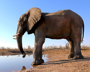 Fototapeta na wymiar A large elephant in Botswana, Africa at a watering hole.