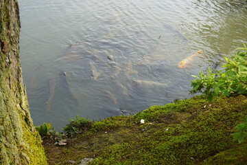 Beautiful pond with green view and clear sky