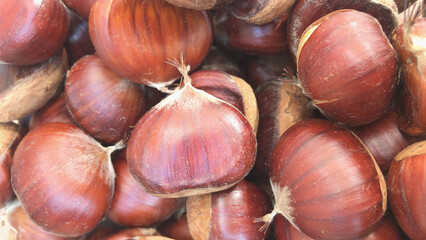 Freshly picked chestnuts from the forest