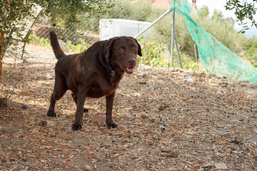 A cute brown labrador dog outdoors