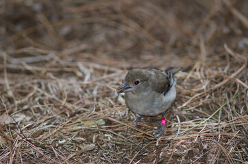 Young Gran Canaria blue chaffinch Fringilla polatzeki eating seeds on the ground. The Nublo Rural Park. Tejeda. Gran Canaria. Canary Islands. Spain.