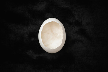 Eggshell on black fur close up