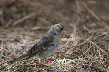 Young Gran Canaria blue chaffinch Fringilla polatzeki eating seeds on the ground. The Nublo Rural Park. Tejeda. Gran Canaria. Canary Islands. Spain.