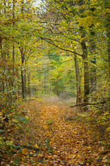 Wunderschöner herbstlicher Wald