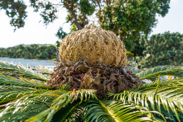Azores, female cone and foliage of cycas revoluta cycadaceae sago palm