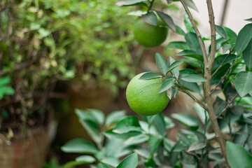 Malta plant of Bangladesh and It called as sangtra