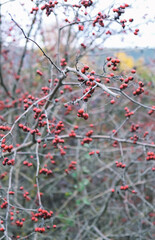 With first colds of November the berries of Hawthorn are ready to be picked up. Ukraine