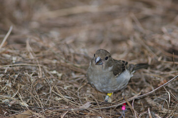 Gran Canaria blue chaffinch Fringilla polatzeki. Juvenile. The Nublo Rural Park. Tejeda. Gran Canaria. Canary Islands. Spain.