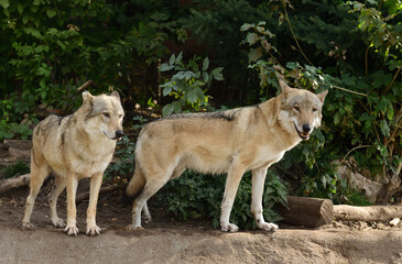 Wolves (Canis lupus) in forest (focus on female)