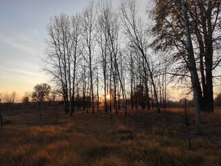 Beautifully iridescent rays of the outgoing sun through a small birch grove
