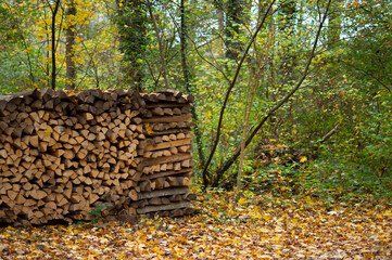 Brennholz gestapelt im herbstlichen Wald