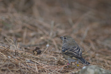 Gran Canaria blue chaffinch Fringilla polatzeki. Juvenile. The Nublo Rural Park. Tejeda. Gran Canaria. Canary Islands. Spain.